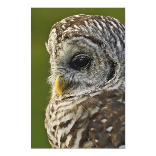 Barred Owl, Strix varia, Michigan Fotodruck (Vorne)