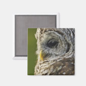 Barred Owl, Strix varia, Michigan Magnet (Vorderseite/Rückseite)