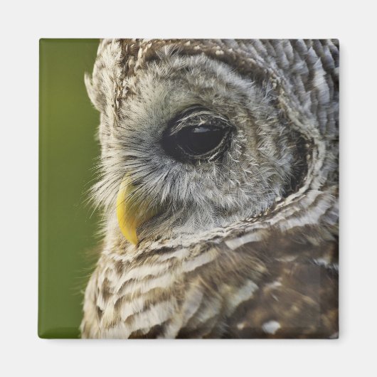 Barred Owl, Strix varia, Michigan Magnet (Vorne)