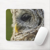 Barred Owl, Strix varia, Michigan Mousepad (Mit Mouse)