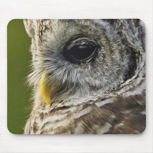 Barred Owl, Strix varia, Michigan Mousepad (Vorne)