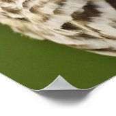 Barred Owl, Strix varia, Michigan Poster (Ecke)