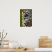 Barred Owl, Strix varia, Michigan Poster (Küche)