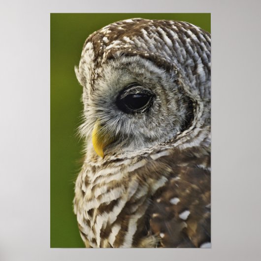 Barred Owl, Strix varia, Michigan Poster (Vorne)