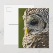 Barred Owl, Strix varia, Michigan Postkarte (Vorne/Hinten)