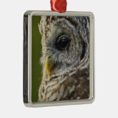 Barred Owl, Strix varia, Michigan Silbernes Ornament (Rechts)