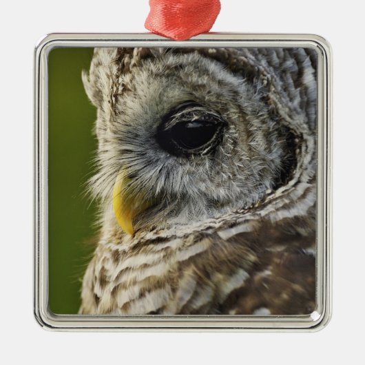 Barred Owl, Strix varia, Michigan Silbernes Ornament (Vorne)