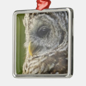 Barred Owl, Strix varia, Michigan Silbernes Ornament (Links)
