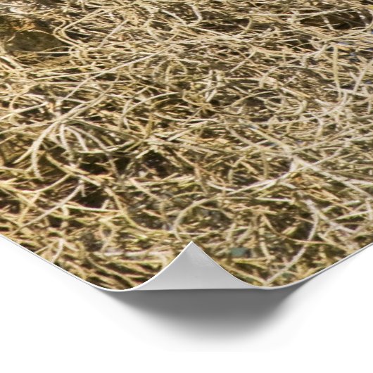 Barred Owl (Strix varia) perched in cypress tree Poster (Ecke)