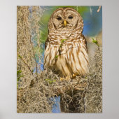 Barred Owl (Strix varia) perched in cypress tree Poster (Vorne)