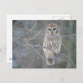 Barred Owl Strix Varia Postkarte (Vorne/Hinten)