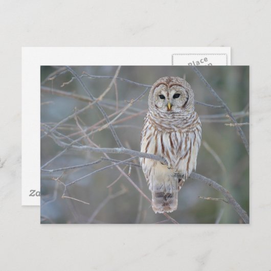 Barred Owl Strix Varia Postkarte (Vorne/Hinten)