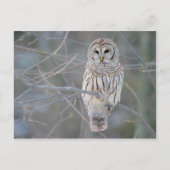 Barred Owl Strix Varia Postkarte (Vorderseite)