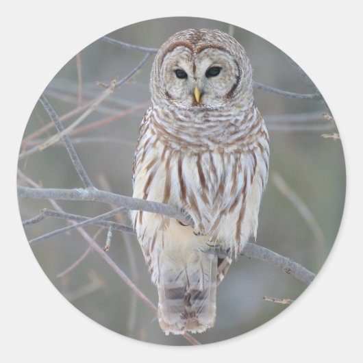 Barred Owl Strix Varia Runder Aufkleber (Vorderseite)