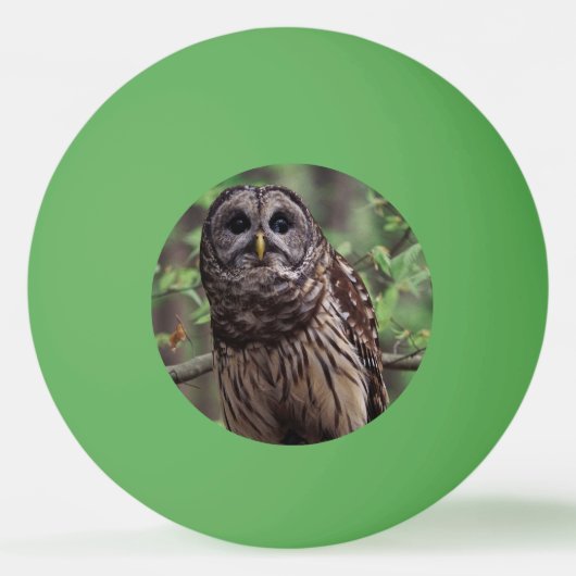 Barred Owl Tischtennisball (Vorderseite)