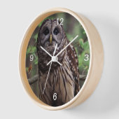 Barred Owl Uhr (Winkel)