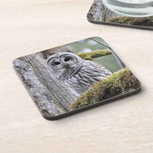 Barred Owl Untersetzer (Linke Seite)