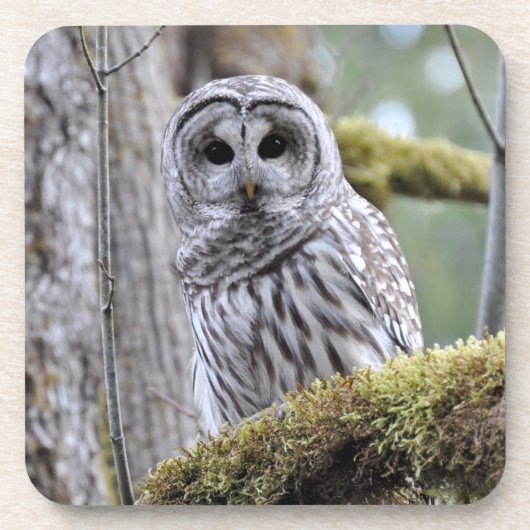 Barred Owl Untersetzer (Vorderseite)
