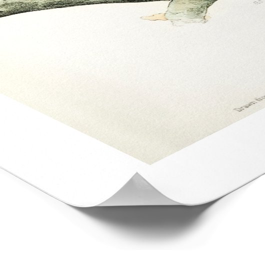 Barred Owl von Audubon Poster (Ecke)