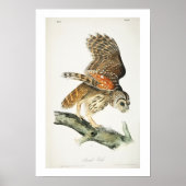 Barred Owl von Audubon Poster (Vorne)
