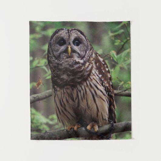 Barred Owl Wandteppich (Vorderseite)