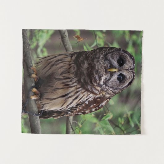 Barred Owl Wandteppich (Vorderseite (Horizontal))