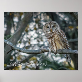 Barred Owl Wildlife zählt! Poster
