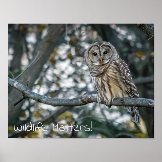 Barred Owl Wildlife zählt! Poster (Vorne)