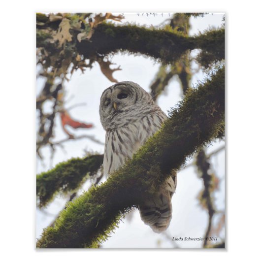 Barred Owl Winking Fotodruck (Vorne)