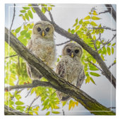 Barred Owlets Springtime Fliese (Vorderseite)