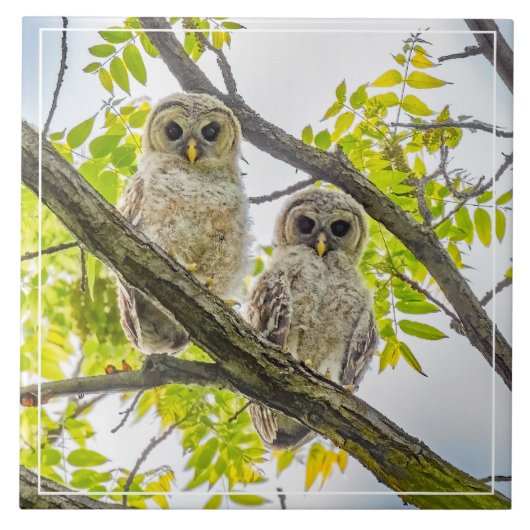 Barred Owlets Springtime Fliese (Vorderseite)