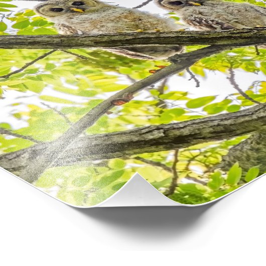Barred Owlets Springtime Fotodruck (Ecke)