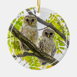 Barred Owlets Springtime Keramik Ornament