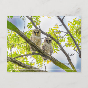 Barred Owlets Springtime Postkarte