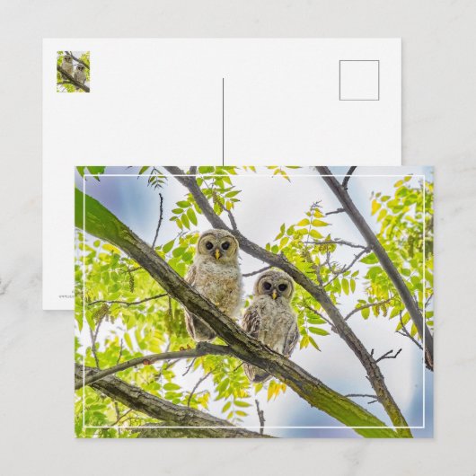 Barred Owlets Springtime Postkarte (Vorne/Hinten)