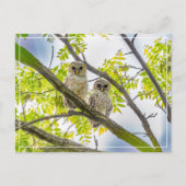 Barred Owlets Springtime Postkarte (Vorderseite)