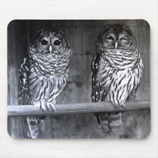Barred Owls Mousepad (Vorne)