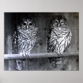 Barred Owls Poster (Vorne)