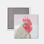 Barred Plymouth Rock Chicken Magnet (Vorderseite/Rückseite)