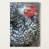 Barred Plymouth Rock Chicken Notizblock (Rückseite)