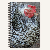 Barred Plymouth Rock Chicken Notizblock (Vorderseite)