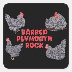 Barred Plymouth Rock Chickens Quadratischer Aufkleber