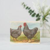 Barred Plymouth Rocks Postkarte (Stehend Vorderseite)