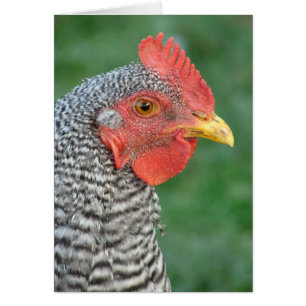 Barred Rock