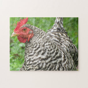 Barred Rock Chicken Hen Puzzle