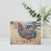 Barred Rock Chicken Postcard Postkarte (Stehend Vorderseite)