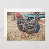 Barred Rock Chicken Postcard Postkarte (Vorne/Hinten)