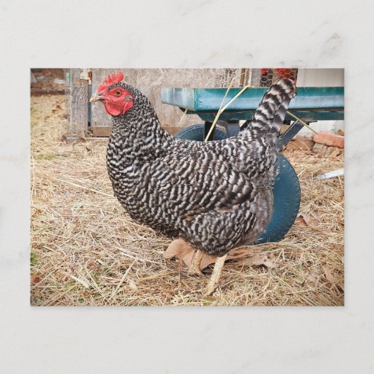 Barred Rock Chicken Postcard Postkarte (Vorderseite)