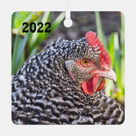 Barred Rock Hen - Hähnchen für Haustiere Ornament Aus Metall (Vorderseite)