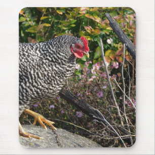 Barred Rock Hen Mousepad